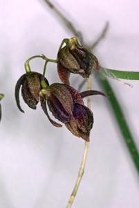 Dendrobium fuliginosum