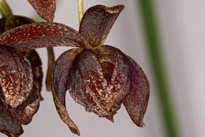 Dendrobium fuliginosum