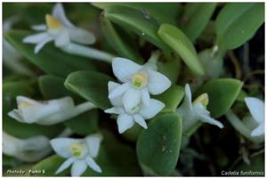 Dendrobium funiforme