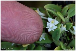 Dendrobium funiforme