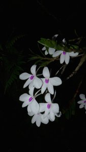 Dendrobium furcatum