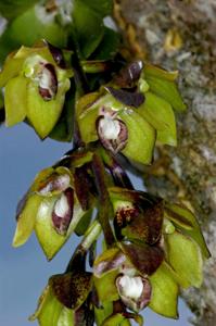 Dendrobium geotropum