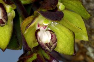 Dendrobium geotropum