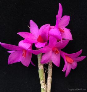 Dendrobium glomeratum