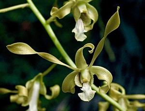 Dendrobium gouldii