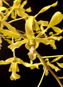 Dendrobium gouldii