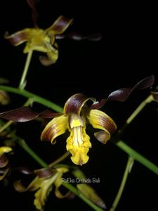 Dendrobium gouldii