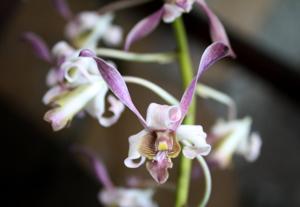 Dendrobium gouldii