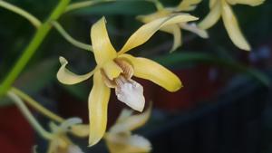 Dendrobium gouldii