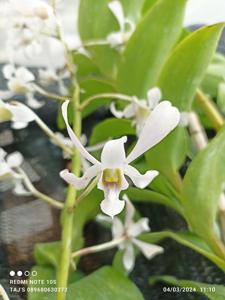 Dendrobium gouldii