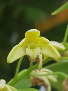 Dendrobium gracilicaule