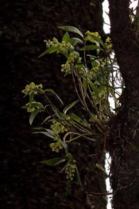 Dendrobium gracilicaule