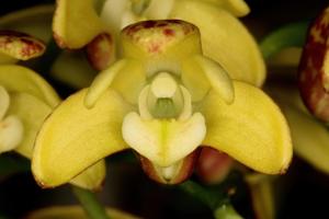 Dendrobium gracilicaule