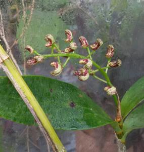 Dendrobium gracilicaule