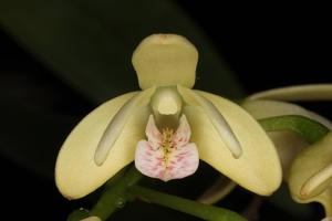 Dendrobium gracilicaule var. howeanum