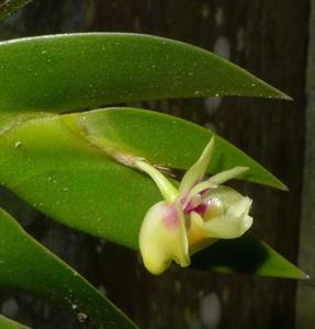 Dendrobium grande