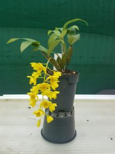 Dendrobium griffithianum