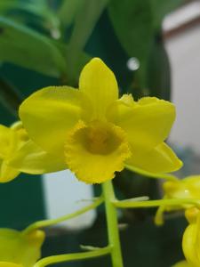 Dendrobium griffithianum