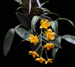 Dendrobium guibertii