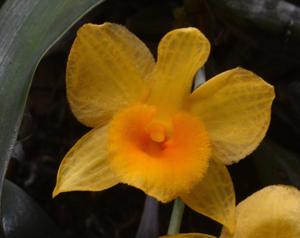 Dendrobium guibertii