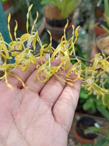 Dendrobium hamiferum