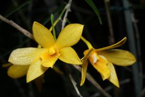 Dendrobium hancockii