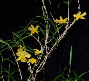 Dendrobium hancockii