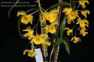 Dendrobium harveyanum