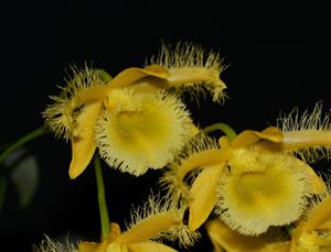 Dendrobium harveyanum