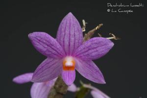 Dendrobium hasseltii