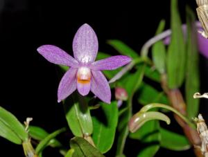 Dendrobium hasseltii