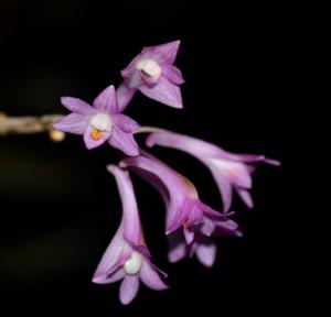 Dendrobium hasseltii