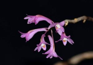 Dendrobium hasseltii