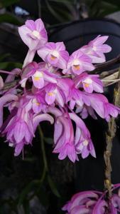 Dendrobium hasseltii