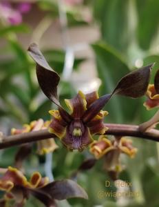 Dendrobium helix