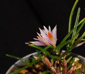 Dendrobium hellwigianum