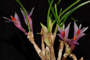 Dendrobium hellwigianum