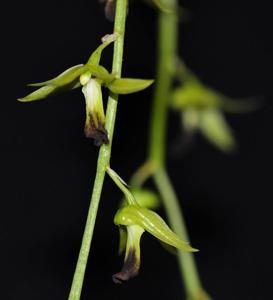 Dendrobium hemimelanoglossum