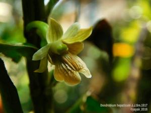 Dendrobium hepaticum