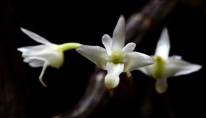 Dendrobium herbaceum