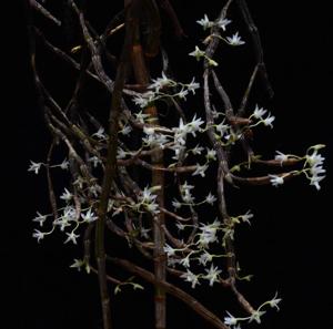 Dendrobium herbaceum