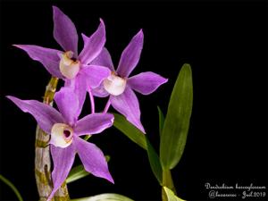 Dendrobium hercoglossum