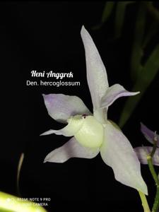 Dendrobium hercoglossum