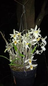 Dendrobium heterocarpum