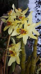 Dendrobium heterocarpum