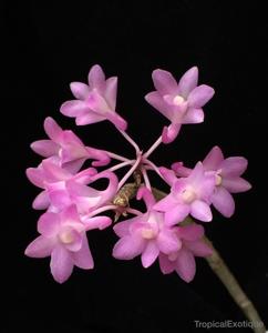 Dendrobium intricatum