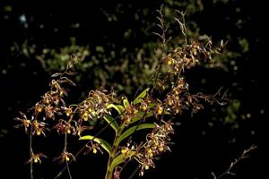 Dendrobium johannis