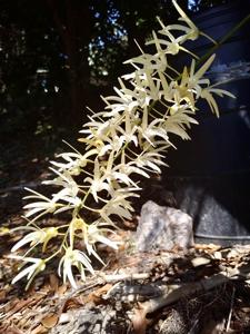 Dendrobium jonesii