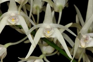 Dendrobium jonesii