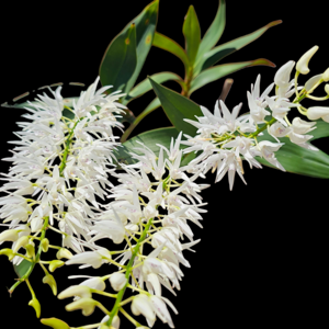 Dendrobium jonesii